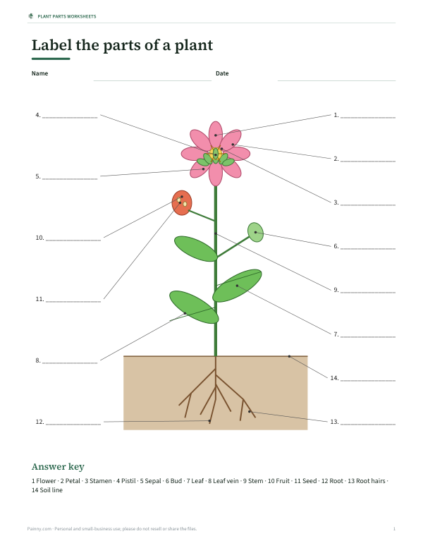 Preview of Printable Parts of a Plant Diagram