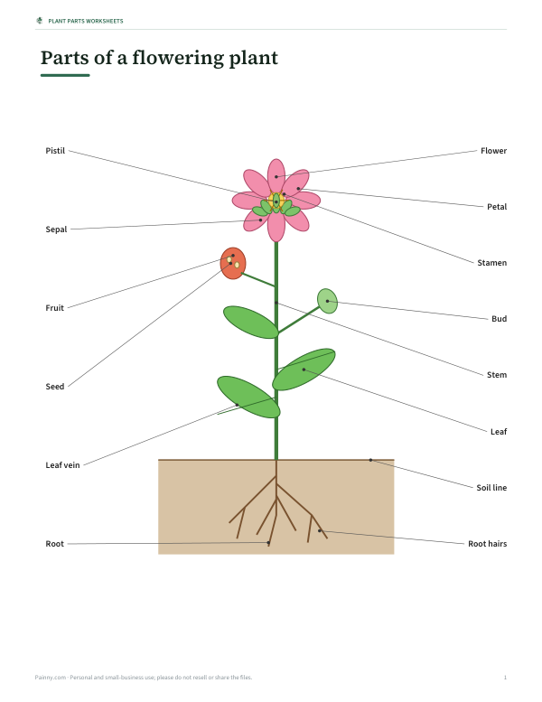 Preview of Printable Parts of a Plant Diagram